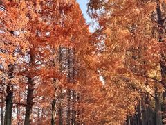 -黄海国家森林公园