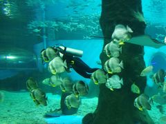 -北戴河圣蓝海洋公园