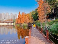 -重庆彩云湖湿地公园