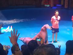 -烟台海昌鲸鲨海洋公园