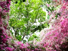 -深圳国际园林花卉博览园