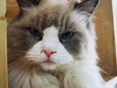 -鼓捣猫呢主题猫咖店