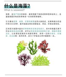 点击看大图 -玛莲朵·海菲秀冰珀科