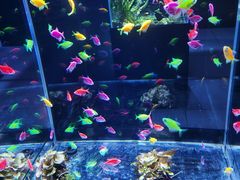-锦艺城海洋馆