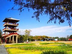 -杭州湾海上花田景区
