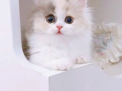 -Bastet sally猫舍购宠(静安店)