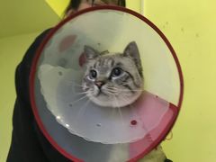-佳怡动物医院·平价24小时·猫专科骨外科