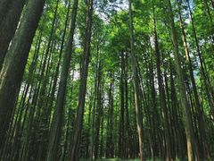 -武陵山森林公园