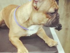 -八公叔叔宠物美容连锁(春申店)