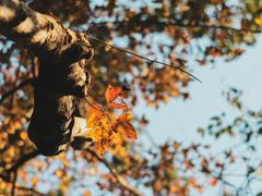 -江西阳明山国家森林公园