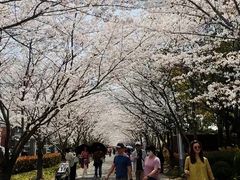 -高东镇樱花园