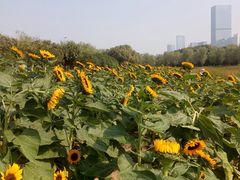 -艾溪湖湿地公园