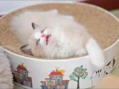 -客栈猫舍(中央北路店)