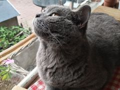 -海边的猫和咖啡馆
