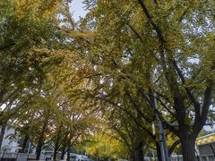 -三里屯东五街银杏大道