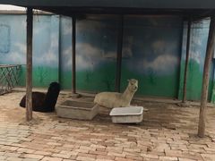 -聊城动物园