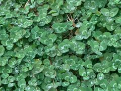 -马王堆汉墓遗址