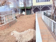 -丽泽山庄·生态怀柔菜·虹鳟鱼(红螺寺店)