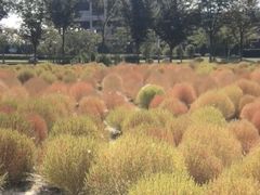 -映月湖中央公园