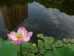 -陈家山荷花公园