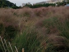 -红花山公园