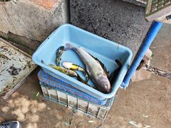 -姥家大锅台水库渔家