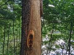 -汤旺河林海奇石景区
