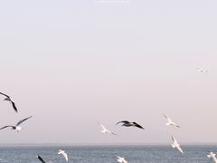 -深圳湾公园(南山区)