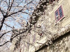 -武汉大学-樱园