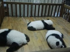 -成都大熊猫繁育研究基地