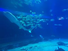 -烟台海昌鲸鲨海洋公园