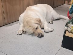-FAELING PETS美天灵宠物(富力广场店)