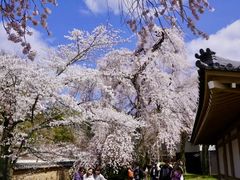 -醍醐寺