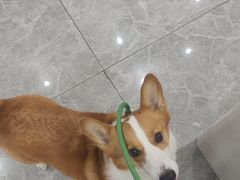 -艾贝尔宠物医院·宠保定点·超声绝育·免疫点(樱花路店)