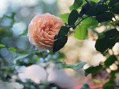 景观位-谷咖啡·鲜花绿植花园餐厅