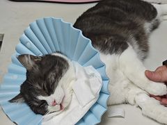 -贝康宠物医院·犬猫全科·小动物特色诊疗中心(东环路店)