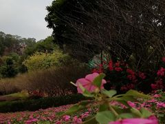 -金鸡山公园