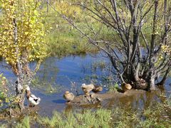 -泸沽湖国家级风景名胜区走婚桥