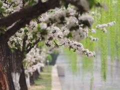 -海棠花溪(元大都城垣遗址公园)