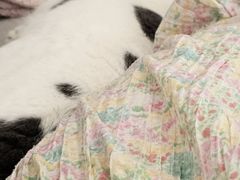 -猫大福·Fortune Cat猫舍(百子湾店)