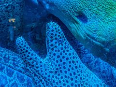 -太平洋海底世界