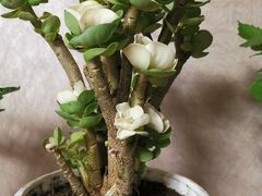 -秦美花卉(天朗·莱茵小城2期店)