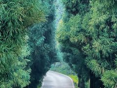 -武陵山森林公园