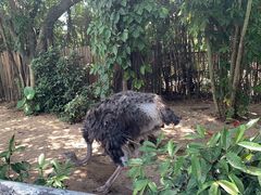 -广州长隆飞鸟乐园