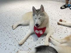 -Husky Go!哈士奇体验馆·宠物咖啡厅狗咖