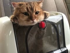 -纳吉亚猫专科动物医院博雅分院