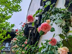 -惠山古镇·寄畅园