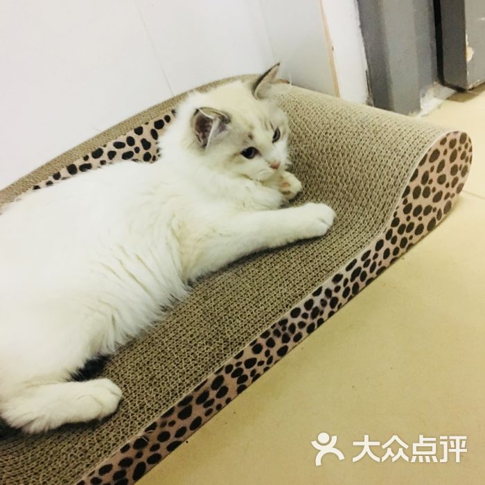 亮亮猫舍图片-北京宠物店-大众点评网