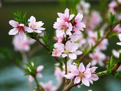 -桂语山房(满觉陇店)