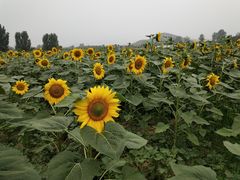 -北京东方普罗旺斯薰衣草庄园